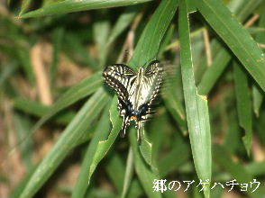 2023-09.03　里山の昆虫達 (2).JPG