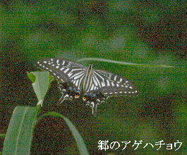 2023-09.03　里山の昆虫達 (5).JPG