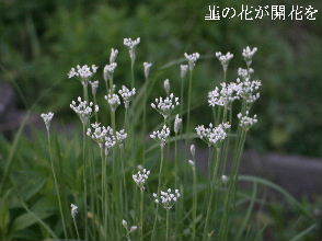 2023-09.05　散歩道脇で咲く花 (1).JPG