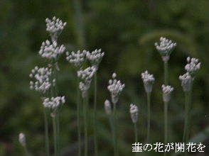 2023-09.05　散歩道脇で咲く花 (3).JPG