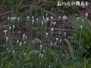 2023-09.05　散歩道脇で咲く花 (4).JPG