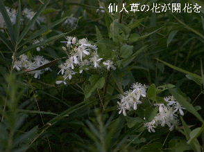 2023-09.05　散歩道脇で咲く花 (5).JPG