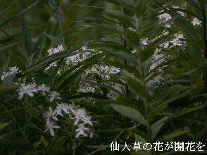 2023-09.05　散歩道脇で咲く花 (6).JPG