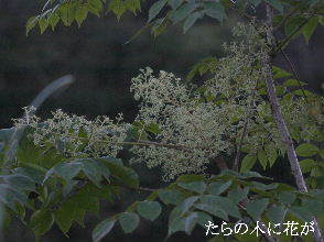 2023-09.05　散歩道脇で咲く花 (8).JPG