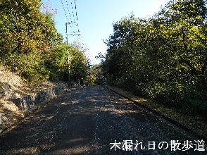 2023-10.18　木漏れ日の散歩道 (1).jpg
