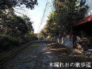 2023-10.18　木漏れ日の散歩道 (2).jpg