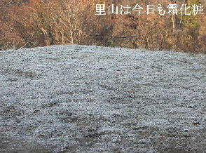2023-12.30　里山は今日も霜化粧 (5).JPG