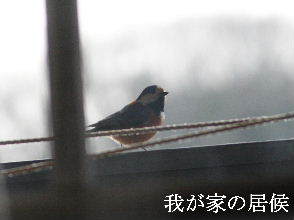 2024-02.10　郷山の野鳥達 (1).JPG