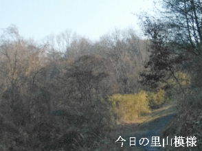 2024-02.14　今日の里山模様 (7).jpg