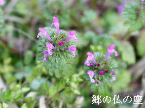 2024-03.16　散歩道脇で咲く花 (4).JPG