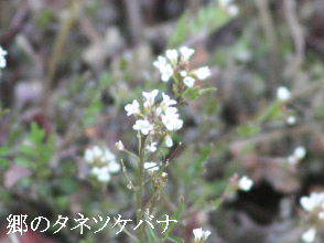 2024-03.16　散歩道脇で咲く花 (5).JPG