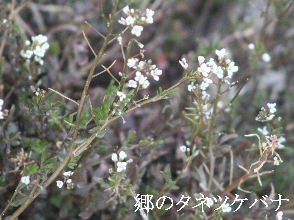 2024-03.16　散歩道脇で咲く花 (6).JPG