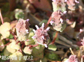 2024-03.18　散歩道脇で咲く花 (2).JPG