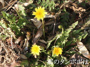 2024-03.18　散歩道脇で咲く花 (4).JPG