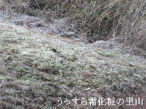 2024-03.19　霜化粧の里山模様 (5).JPG