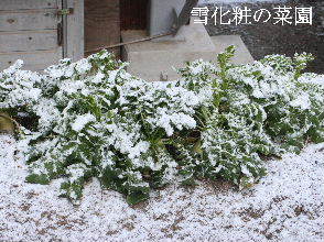 2024-03.21　雪化粧の庭模様 (1).JPG