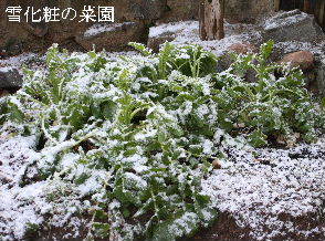 2024-03.21　雪化粧の庭模様 (2).JPG
