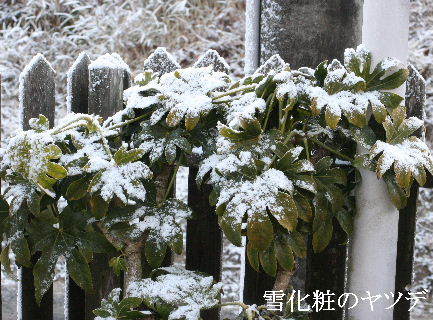 2024-03.21　雪化粧の庭模様 (3).JPG