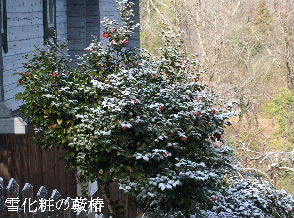 2024-03.21　雪化粧の庭模様 (5).JPG