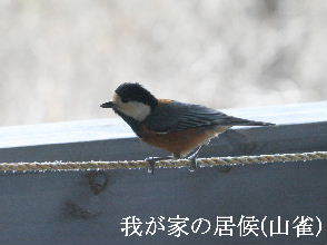 2024-03.22　郷山の野鳥達 (1).JPG