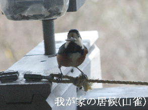 2024-03.22　郷山の野鳥達 (2).JPG