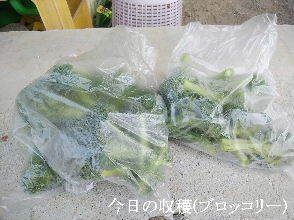 2024-03.30　今日の収穫野菜 (4).jpg