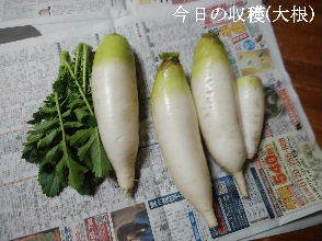 2024-03.30　今日の収穫野菜 (5).jpg