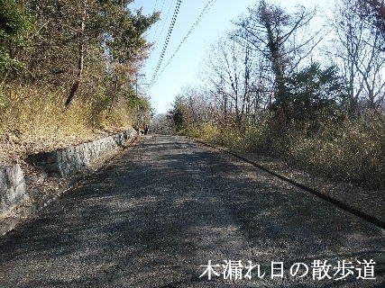 2024-04.01　木漏れ日の散歩道 (2).jpg