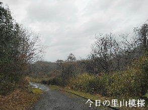 2024-04.03　今日の里山模様 (4).jpg