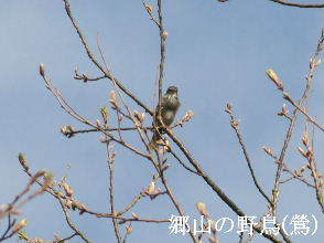 2024-04.08　郷山の野鳥達 (2).JPG