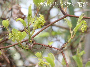 2024-04.13　散歩道脇で咲く花 (2).JPG