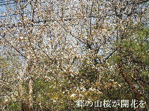 2024-04.13　散歩道脇で咲く花 (4).jpg