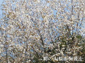 2024-04.13　散歩道脇で咲く花 (6).jpg