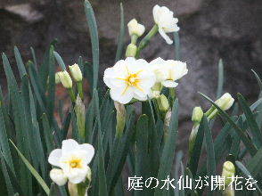 2024-04.14　我が家の庭で咲く花 (2).JPG