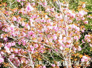 2024-04.14　我が町の桜模様 (4).JPG