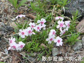 2024-04.15　散歩道脇で咲く花 (1).JPG