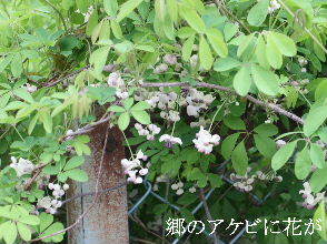 2024-04.15　散歩道脇で咲く花 (10).JPG