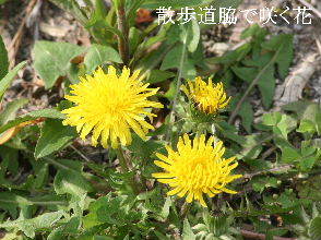 2024-04.15　散歩道脇で咲く花 (2).JPG