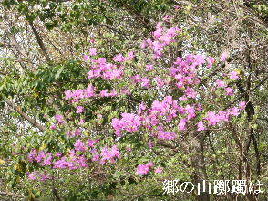 2024-04.15　散歩道脇で咲く花 (5).JPG