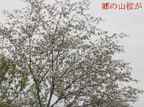 2024-04.15　里山の桜模様 (1).JPG
