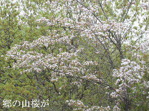 2024-04.15　里山の桜模様 (2).JPG