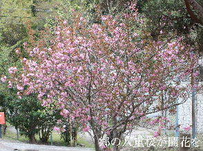 2024-04.15　里山の桜模様 (3).JPG