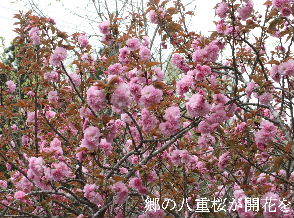 2024-04.15　里山の桜模様 (4).JPG