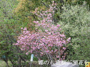 2024-04.15　里山の桜模様 (5).JPG