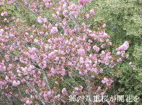 2024-04.15　里山の桜模様 (6).JPG