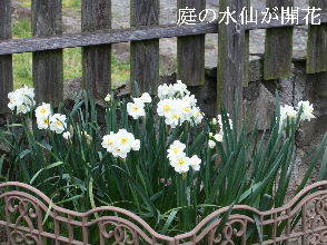 2024-04.16　我が家の庭で咲く花 (1).JPG