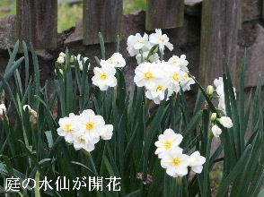 2024-04.16　我が家の庭で咲く花 (2).JPG
