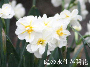 2024-04.16　我が家の庭で咲く花 (3).JPG