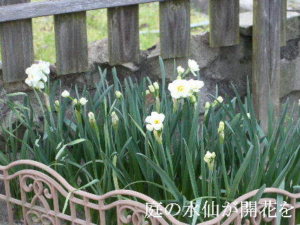 2024-04.16　我が家の庭で咲く花 (4).JPG