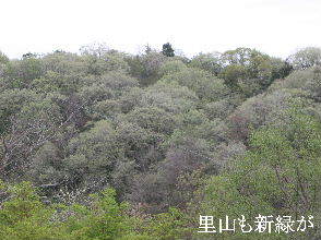 2024-04.16　里山も新緑が (1).JPG